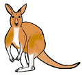 Kangaroo