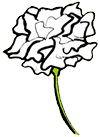 White Carnation
