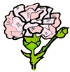 Pink Carnation