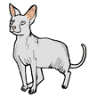 Sphynx Cat