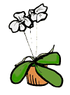 Flowering White Orchid Clip Art