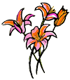 Lily Clipart