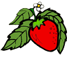 Strawberry on Plant