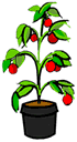 Tomato Plant Clip Art