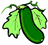 Zucchini