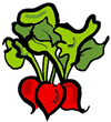 Radish