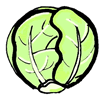 Cabbage