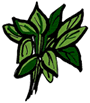Spinach