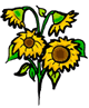 Sunflowers Clipart