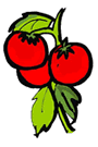 Tomatoes