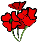 Poppies
