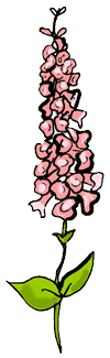 Fox Glove