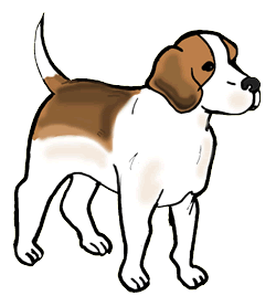 Beagle