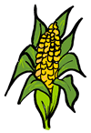 Corn on the Cob