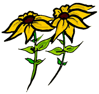 Brown-Eyed Susans