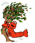 Windy with Lobster Holding on to Orange Tree