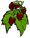 Raspberries