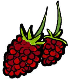Raspberries