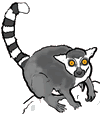 Ring-Tailed Lemur