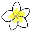 Frangipani  Flower