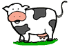 Holstein Cow