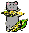 Mouse Eating Corn