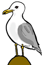 Seagull