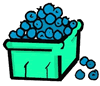 Blueberries