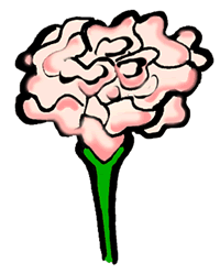 Pink Carnation