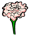 Pink Carnation