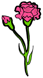 Pink Carnation