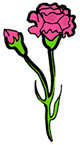 Pink Carnation
