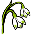 Snowdrops