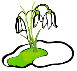 Snowdrop Flowers in Snow