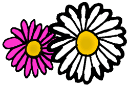 Pink Daisy White Daisy