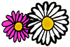 Daisies