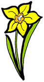 Jonquil