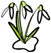 Snowdrop