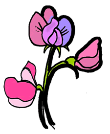 Sweet Pea