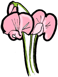 Sweet Pea Flowers