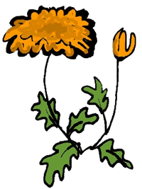Chrysanthemum