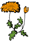 Chrysanthemum 