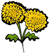 Chrysanthemum 