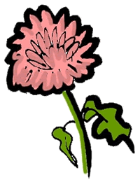 Chrysanthemum