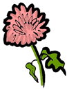 Chrysanthemum 