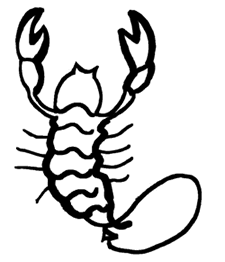 Scorpion
