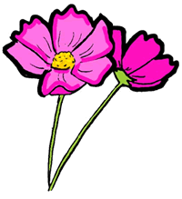 Cosmos Flowers