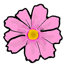 Pink Cosmos