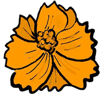 Orange Cosmos