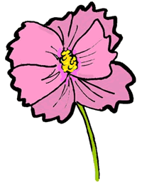 Pink Cosmos